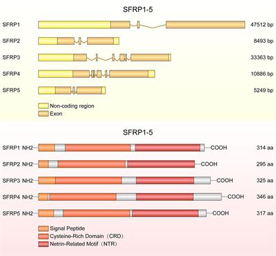 Secreted Frizzled Related Proteins in Cardiovascular and Metabolic Diseases